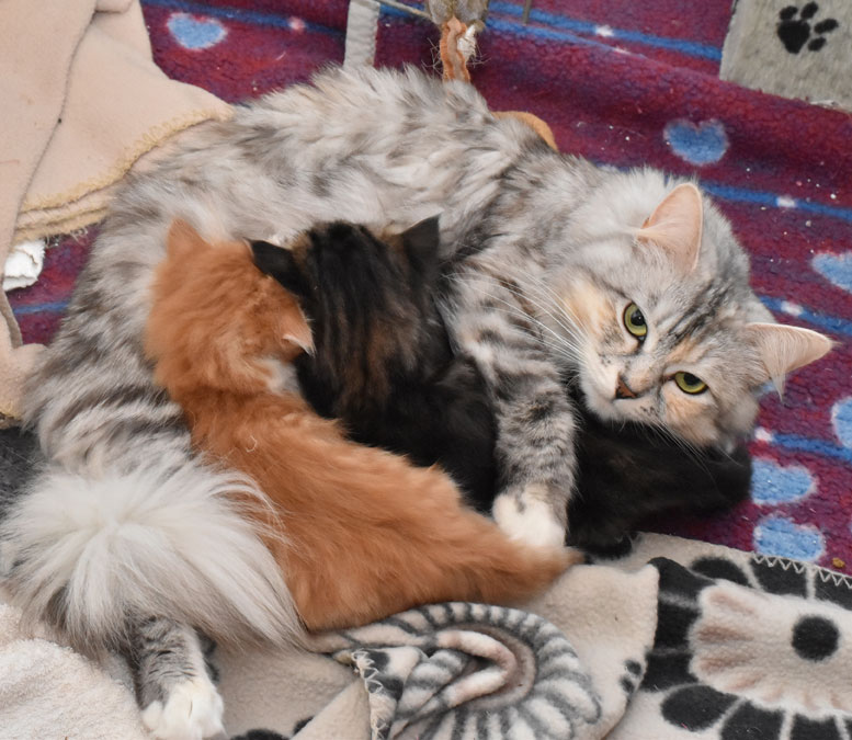 sibiriska kattungar Jj-kull
