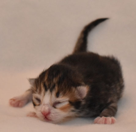 sibiriska kattunge Libra