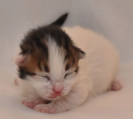 sibrisk kattunge Katz