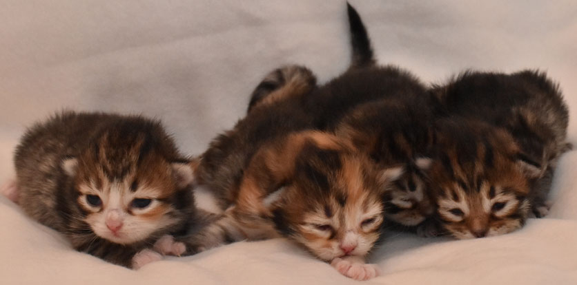 sibirisk kattungar Ll-kull