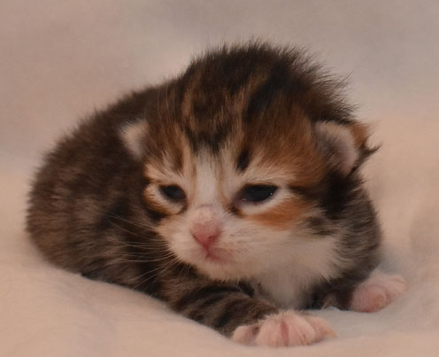 sibirisk kattunge Libra