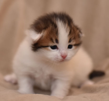 sibirisk kattunge Katz