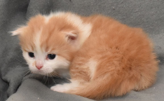 sibirisk kattunge King
