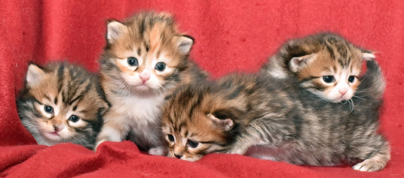 sibirisk kattunge Ll-kull