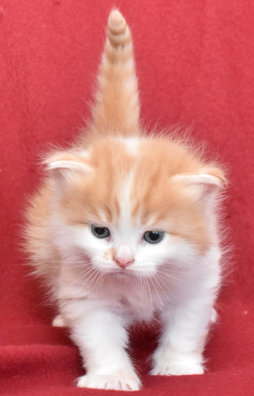 sibirisk kattunge King