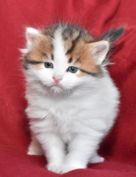 sibirisk kattunge Katz