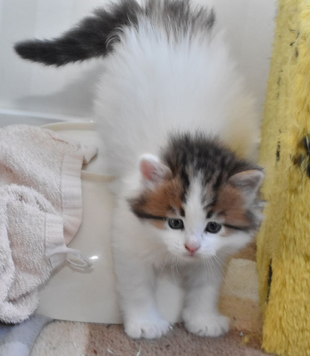 sibirisk kattunge Katz