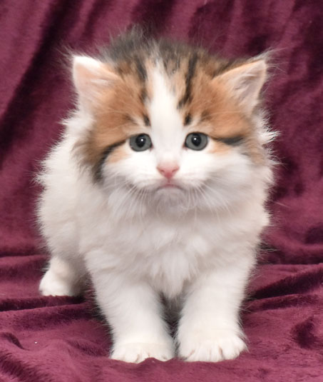 sibirisk kattunge Katz