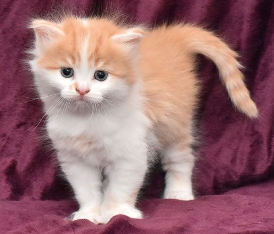 sibirisk kattunge King