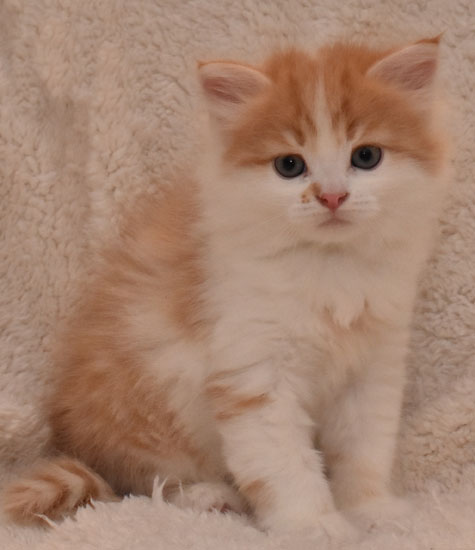 sibirisk kattunge King