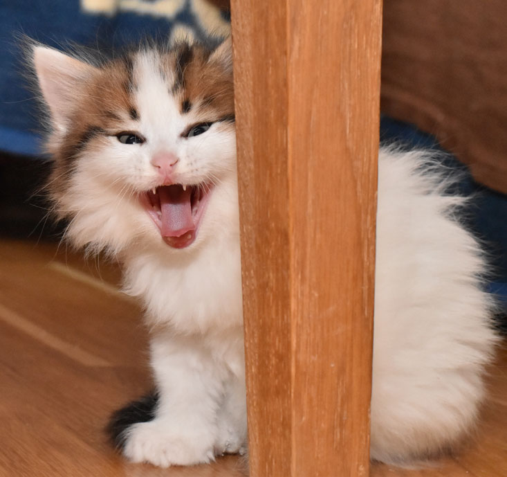 sibirisk kattunge Katz