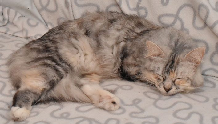 sibirisk katt Zinnie