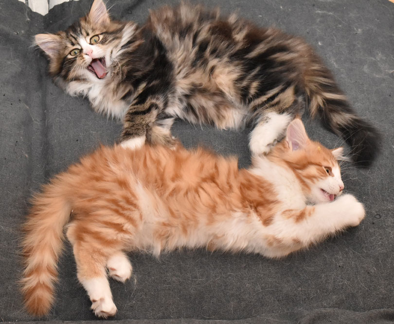 Sibiriska kattungar Jj-kull