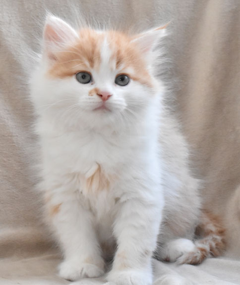 sibirisk kattunge King