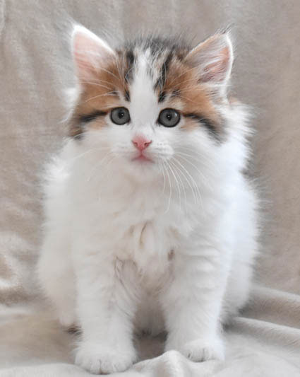 sibirisk kattunge Katz