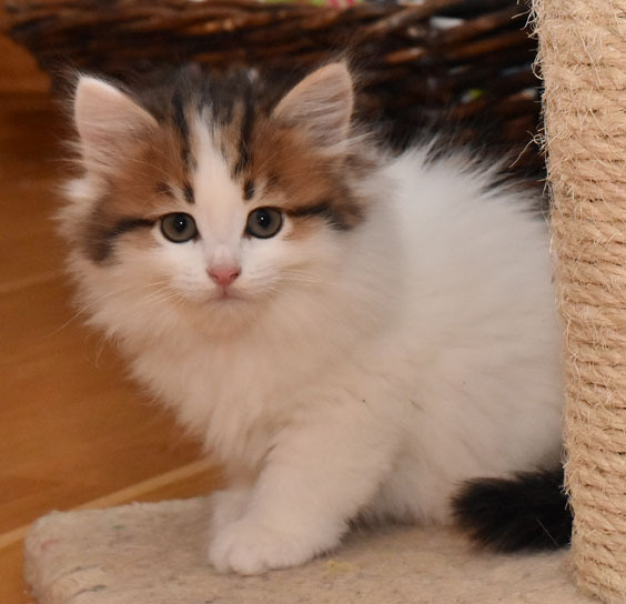 sibirisk kattunge Katz