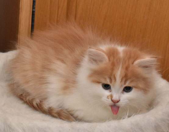 sibirisk kattunge King