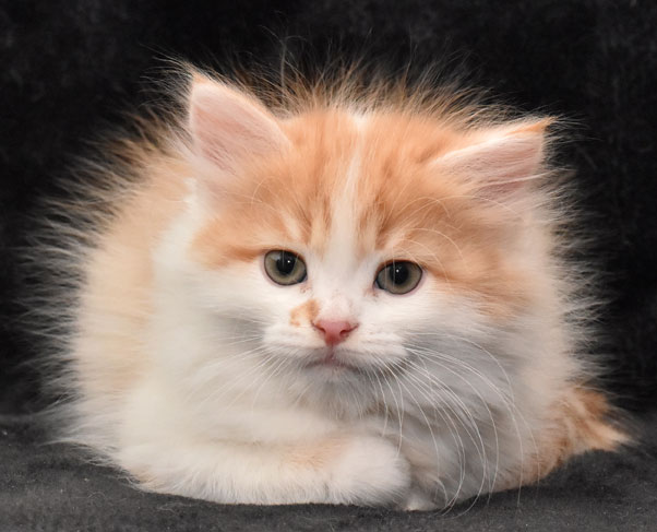 sibirisk kattunge King