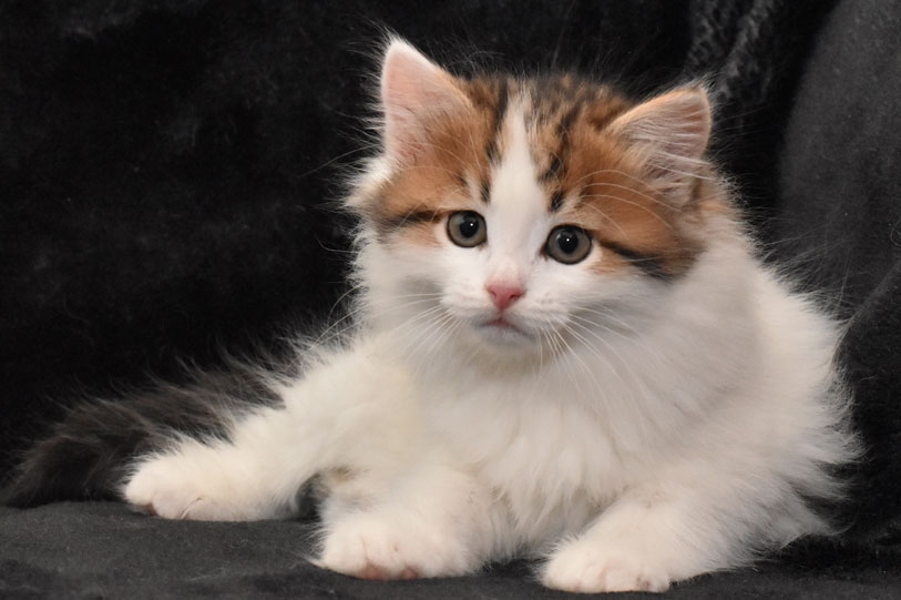 sibirisk kattunge Katz