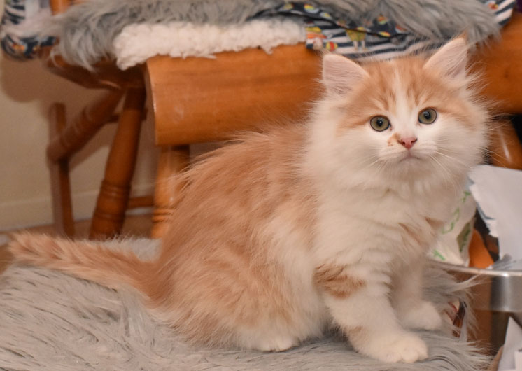 sibirisk kattunge King