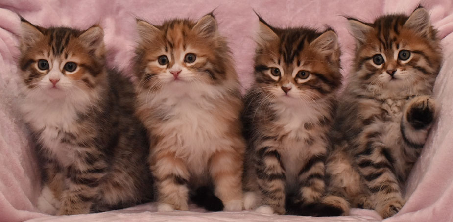 sibirisk kattunge Ll-kull