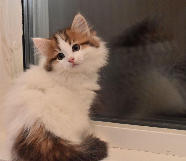sibirisk kattunge Katz