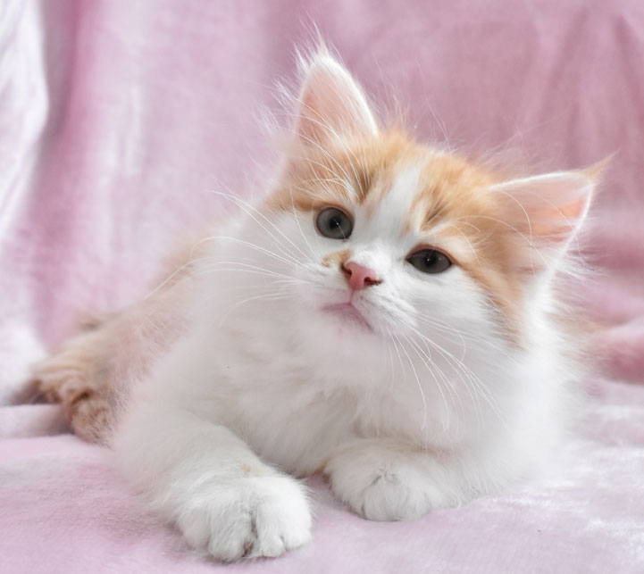 sibirisk kattunge King