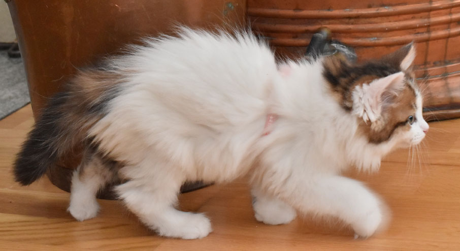 sibirisk kattunge Katz