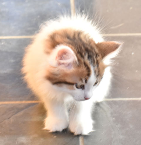 sibirisk kattunge Katz