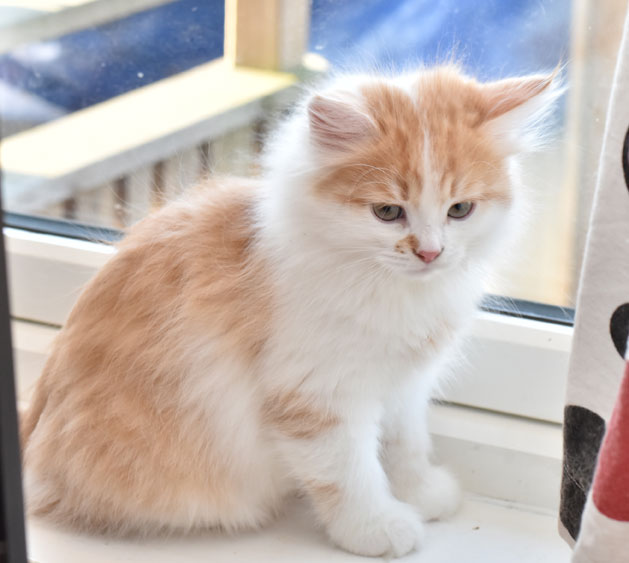 sibirisk kattunge King