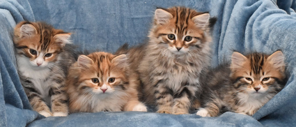 sibirisk kattungar Ll-kull