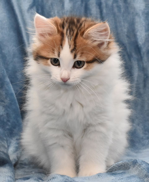 sibirisk kattunge Katz