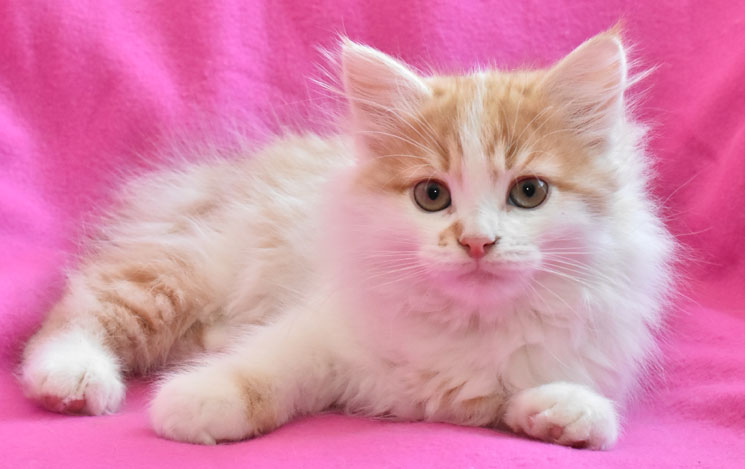 sibirisk kattunge King