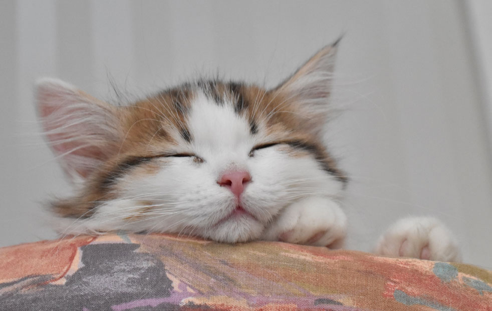 sibirisk kattunge Katz
