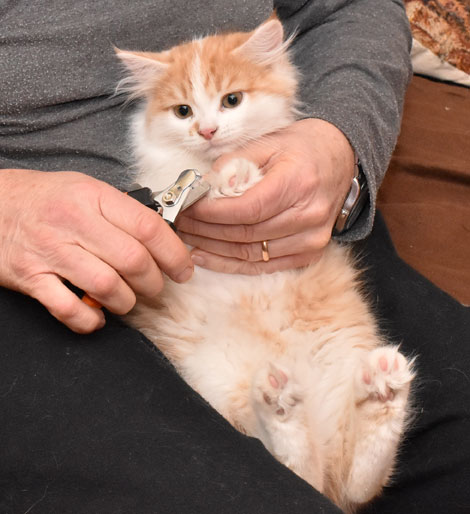 sibirisk kattunge King