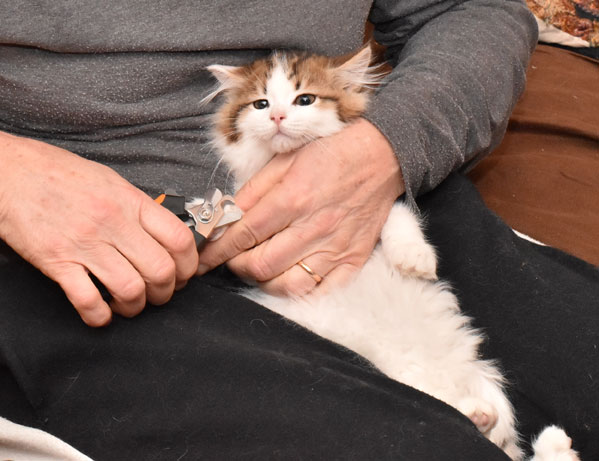 sibirisk kattunge Katz
