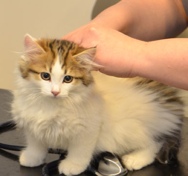 sibirisk kattunge Katz