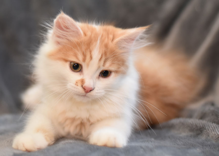sibirisk kattunge King