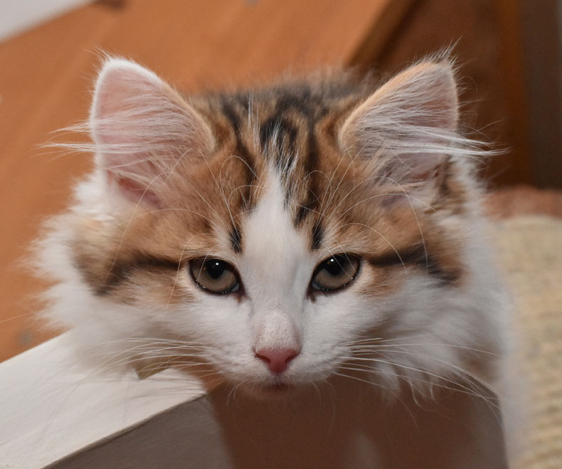 sibirisk kattunge Katz
