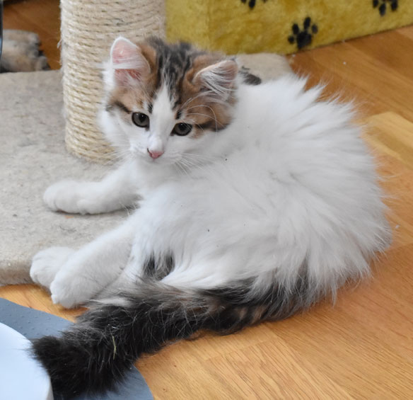 sibirisk kattunge Katz