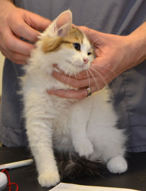 sibirisk kattunge Katz