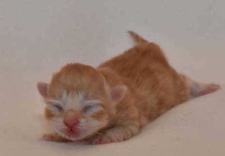 sibirisk kattunge Mir
