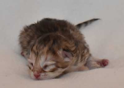 sibirisk kattunge Monroe