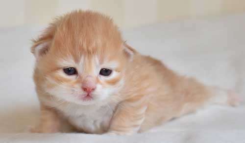 sibirisk kattunge Mir