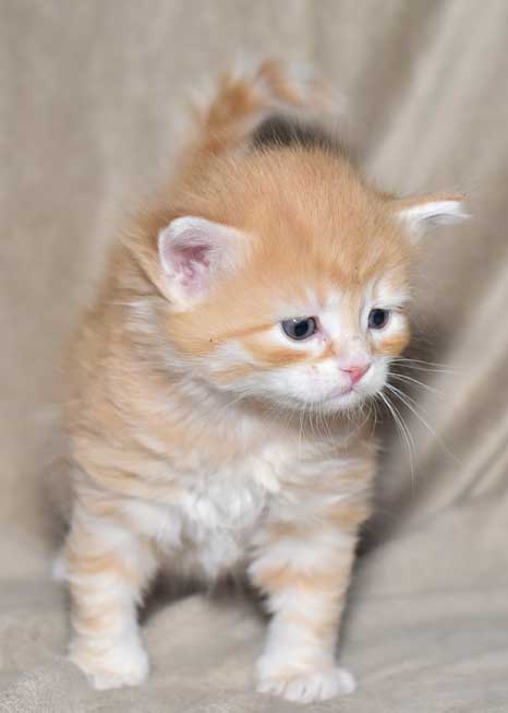 sibirisk kattunge Mir