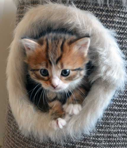 sibirisk kattunge Nyx