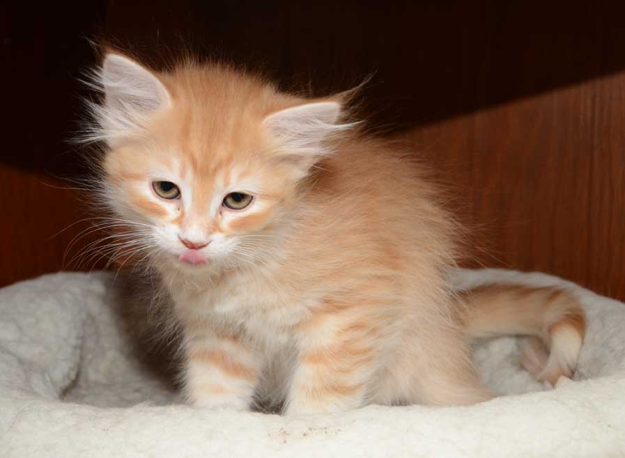sibirisk kattunge Mir