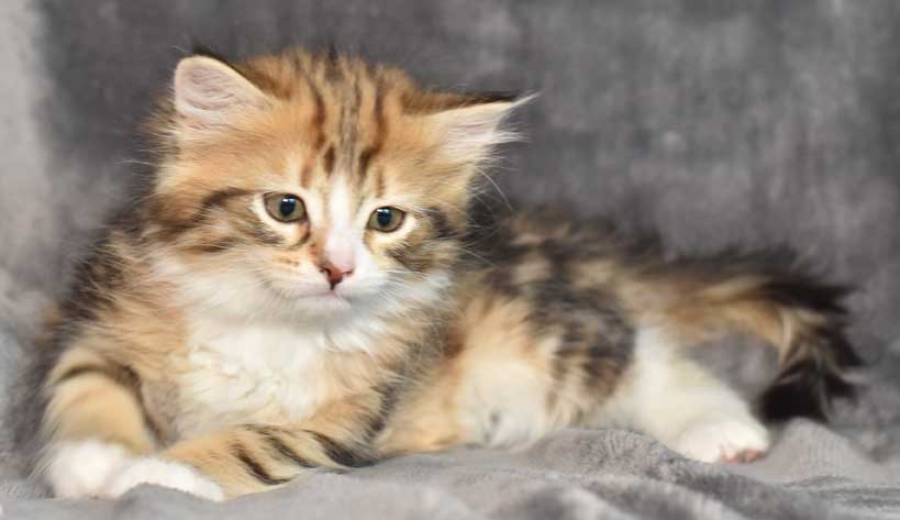 aibirisk kattunge Nyx