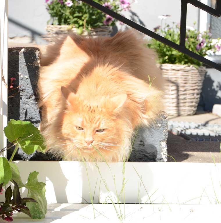 Sibirisk katt Indus