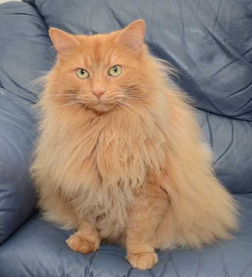 sibirisk katt Indus